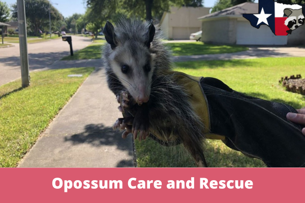 Opossum Care and Rescue