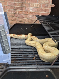 Snake Removal services in Houston TX