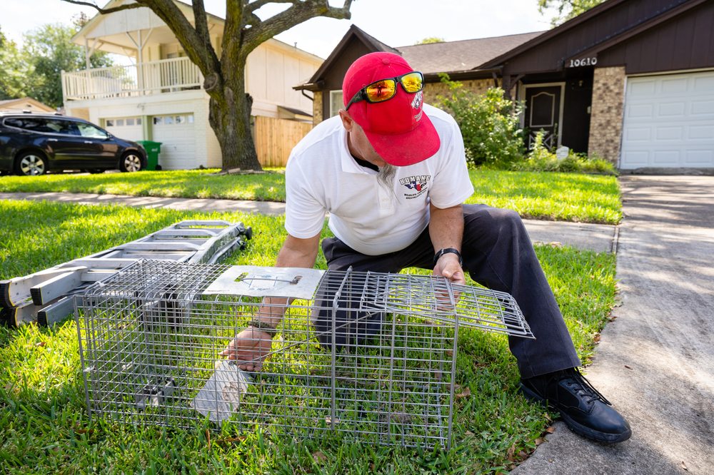 Wildlife Control Bellaire Tx Humane Wildlife Control