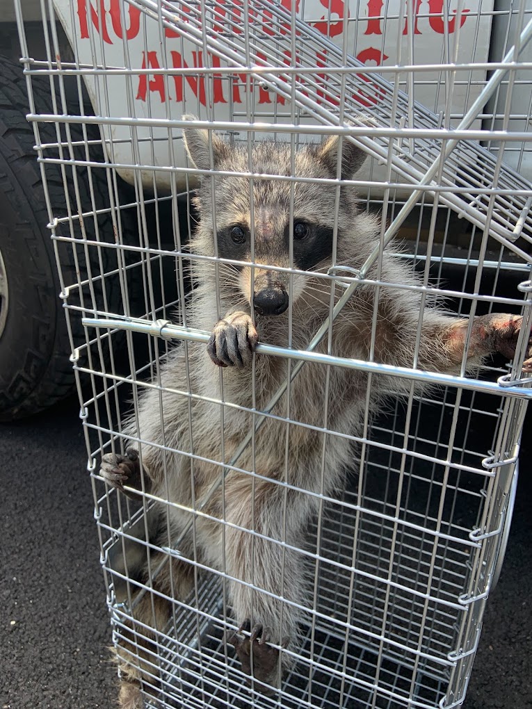 Wildlife Raccoon Removal Services in Houston TX