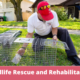 Wildlife Rescue and Rehabilitation