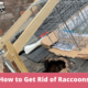 Get Rid of Raccoons
