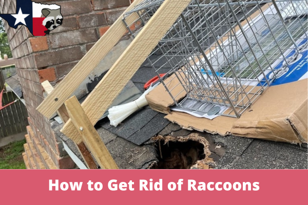 Get Rid of Raccoons