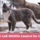Can I Call Wildlife Control for Stray Cats