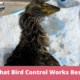 What Bird Control Works Best