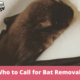 Who to Call for Bat Removal