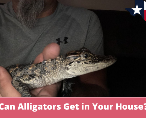 Can Alligators Get in Your House