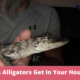 Can Alligators Get in Your House