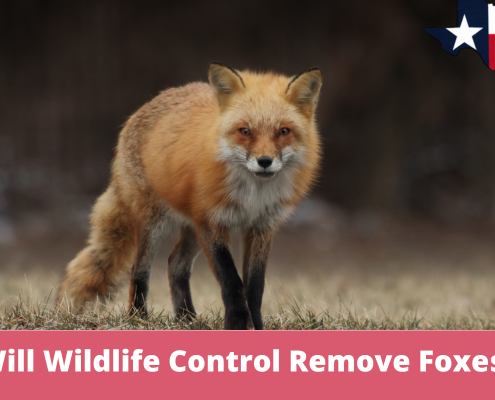 Will Wildlife Control Remove Foxes