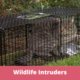 Protecting Your Property from Wildlife Intruders